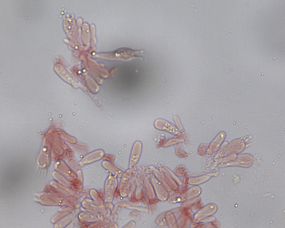 Mycena subcana image