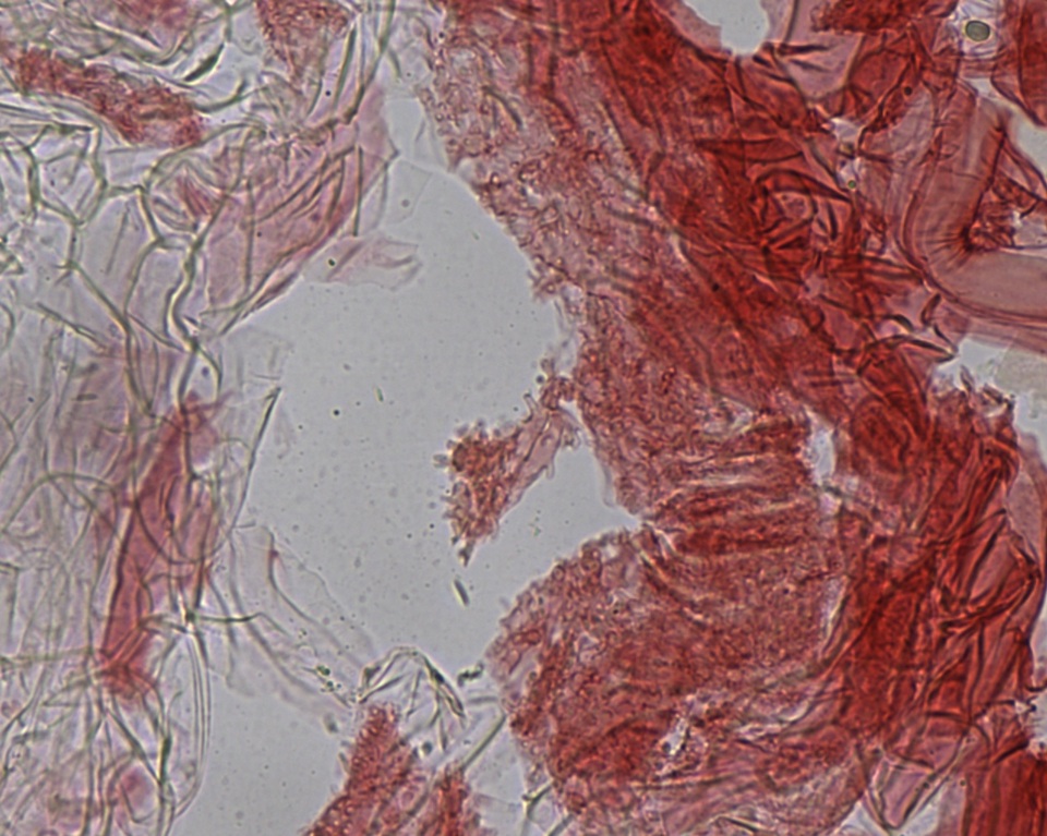 Mycena subcana image