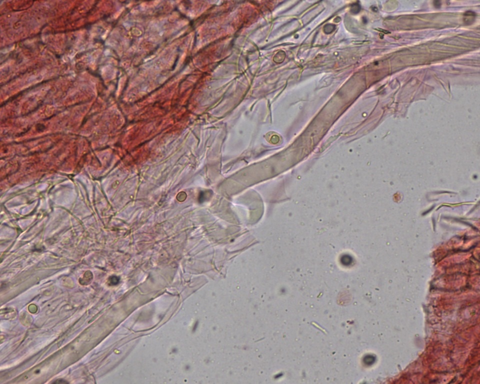 Mycena subcana image
