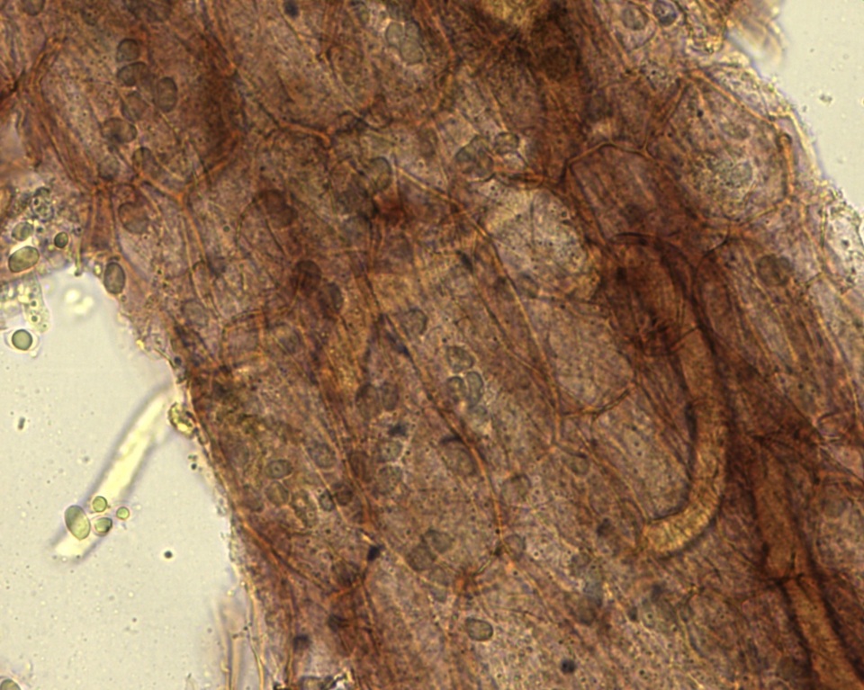 Mycena subcana image