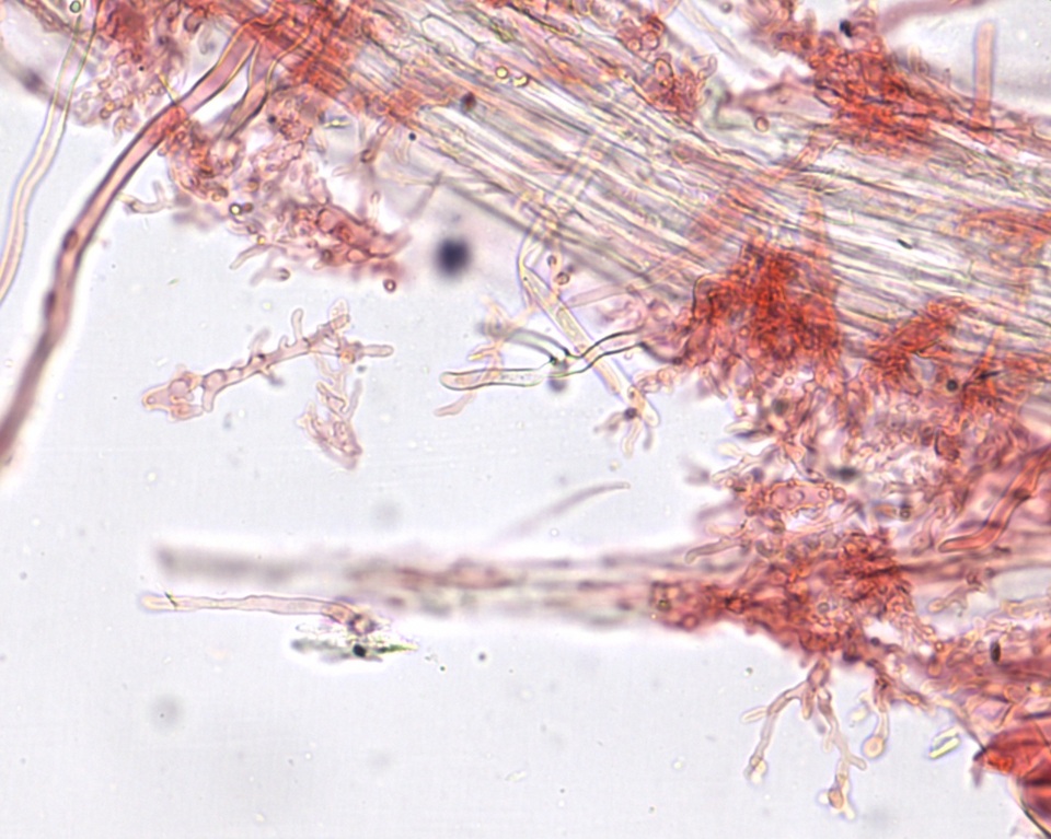 Mycena subcana image