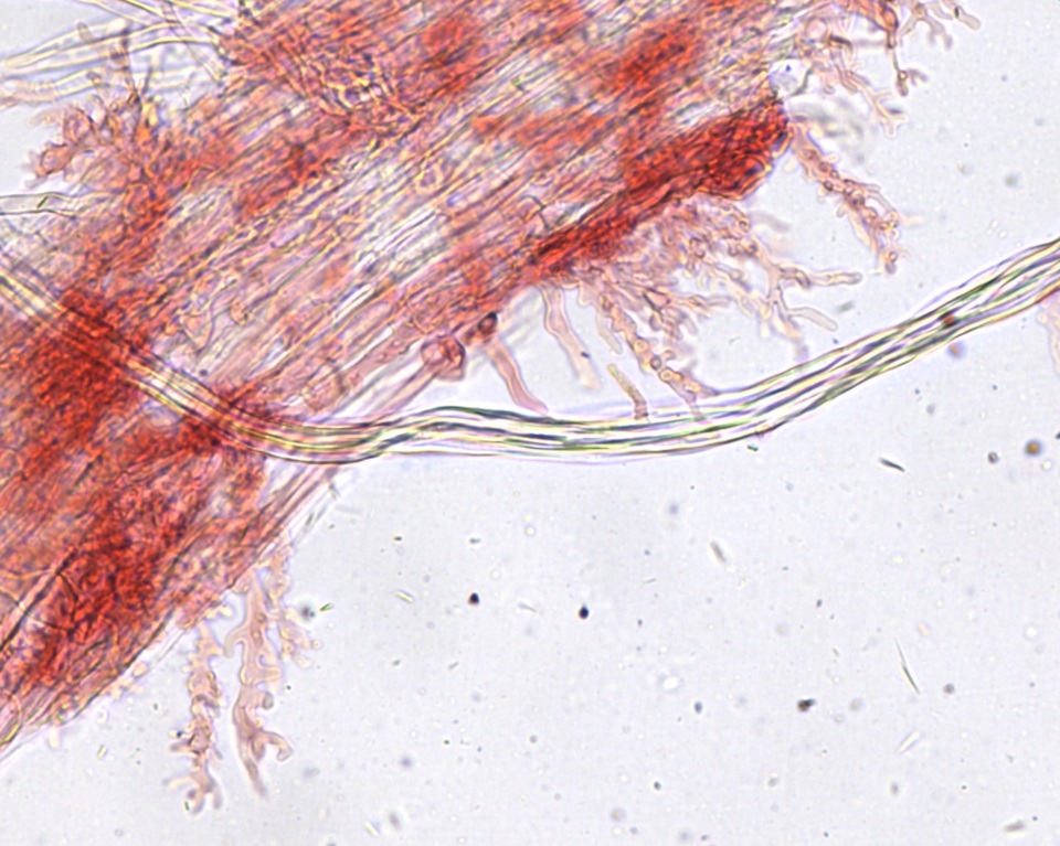 Mycena subcana image