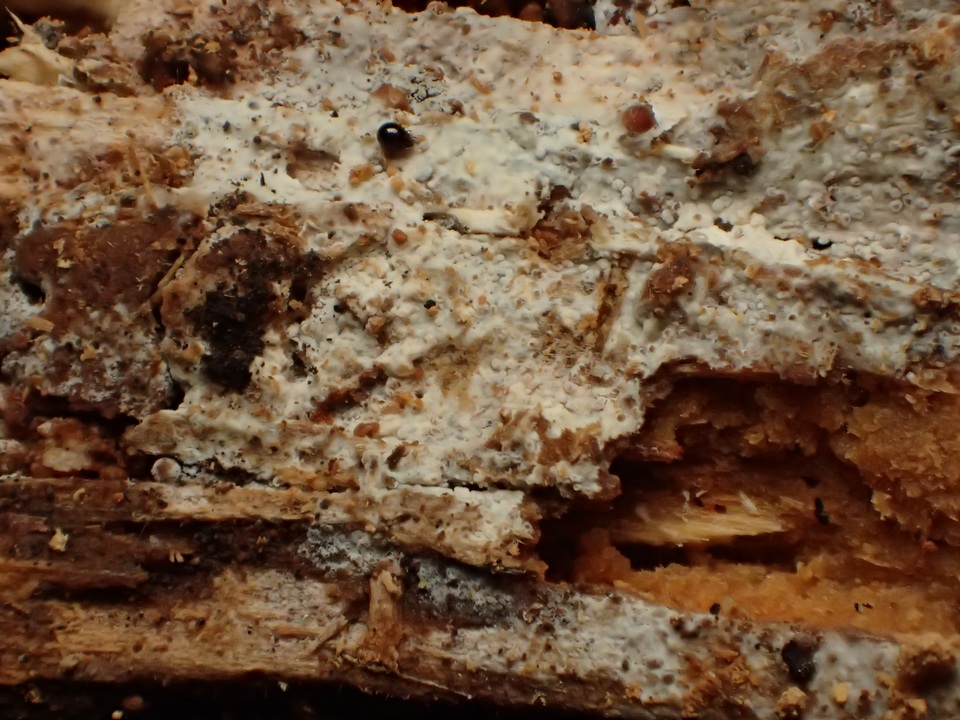 Sphaerobasidium minutum image