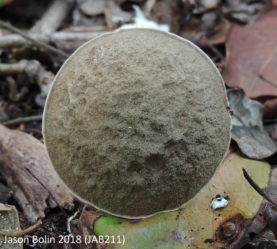Fistulinella gloeocarpa image