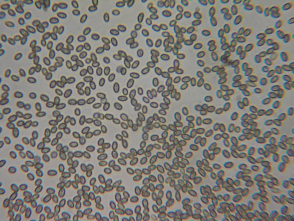 Martininia panamaensis image