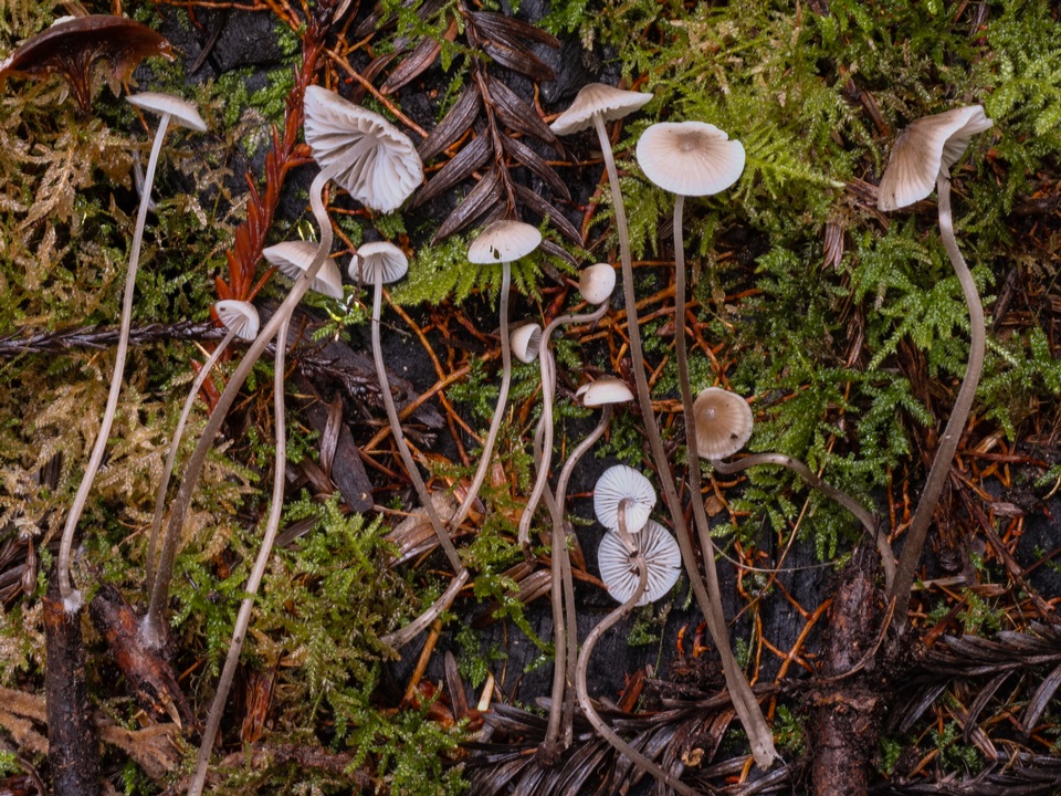 Mycena fragillima image