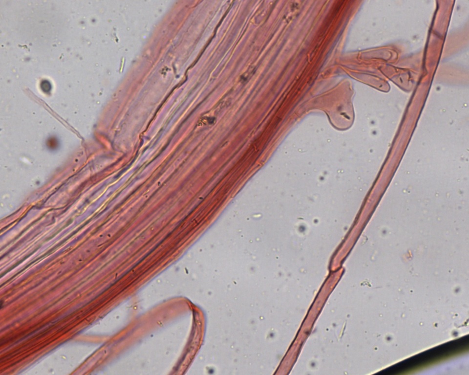 Mycena fragillima image