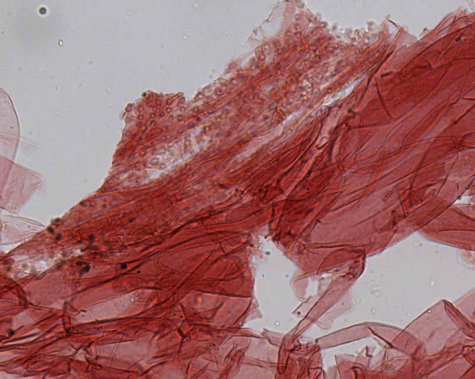 Mycena fragillima image