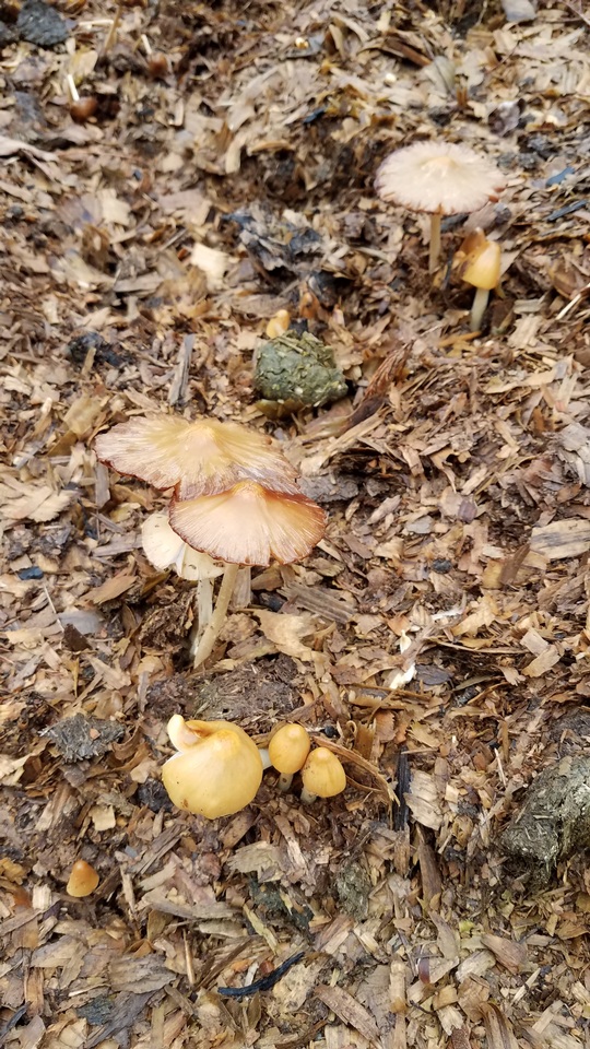 Conocybe aurea image