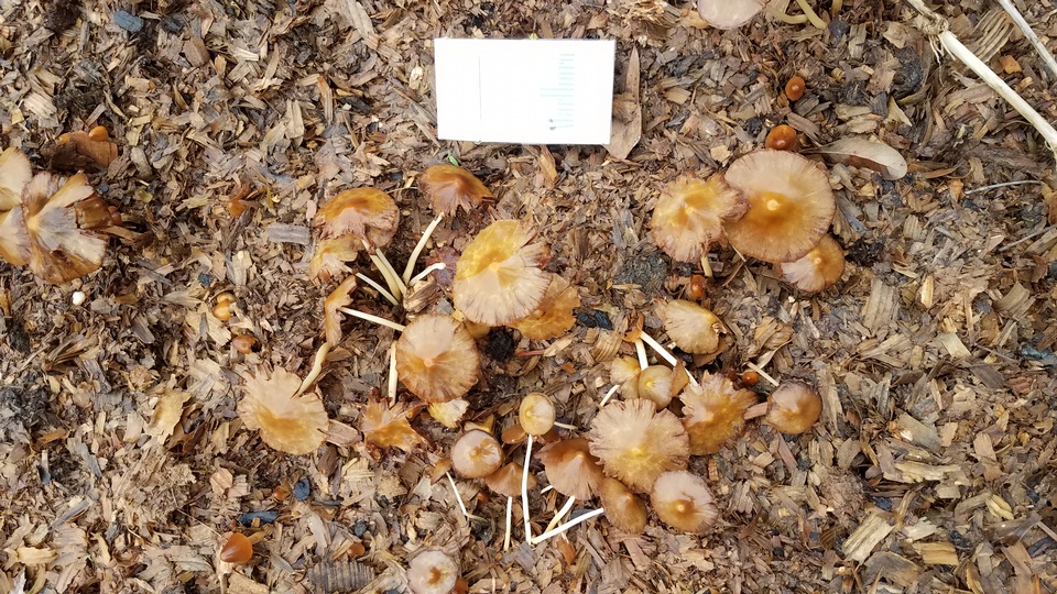 Conocybe aurea image