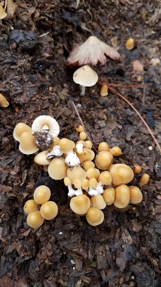 Conocybe aurea image