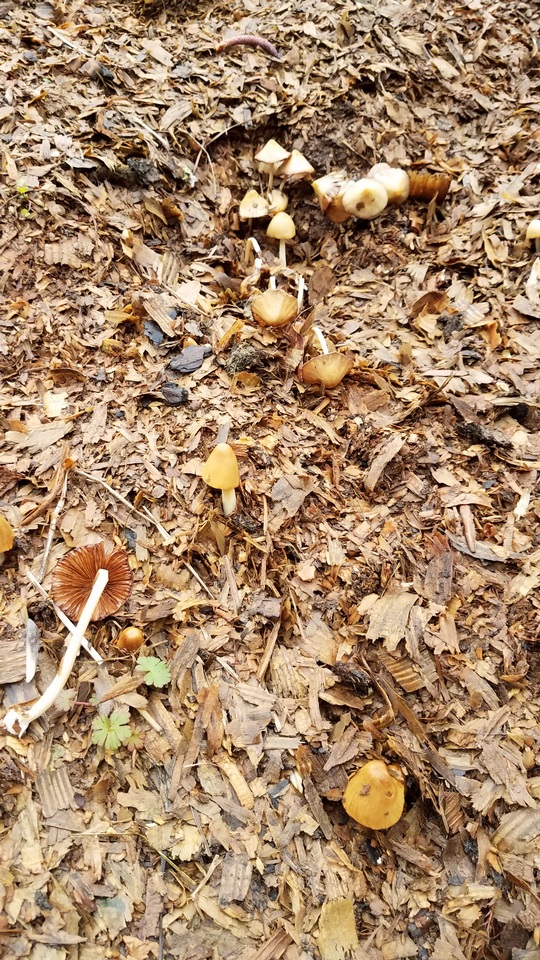 Conocybe aurea image