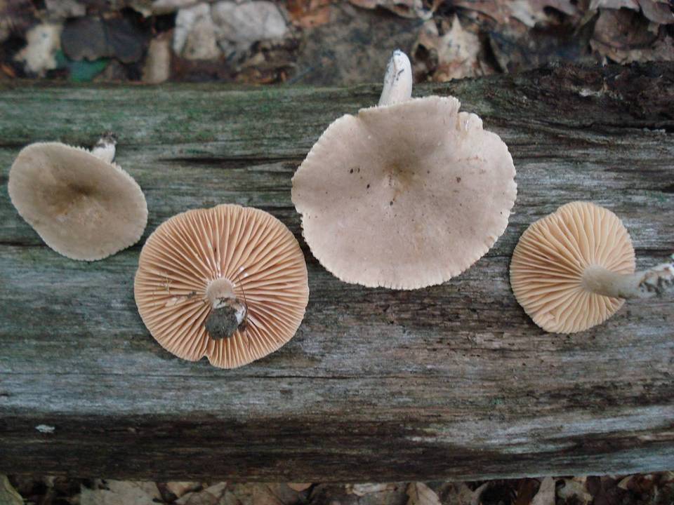Lactarius marylandicus image
