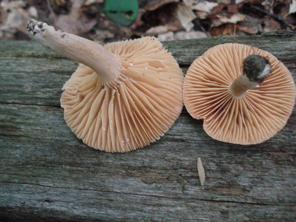 Lactarius marylandicus image