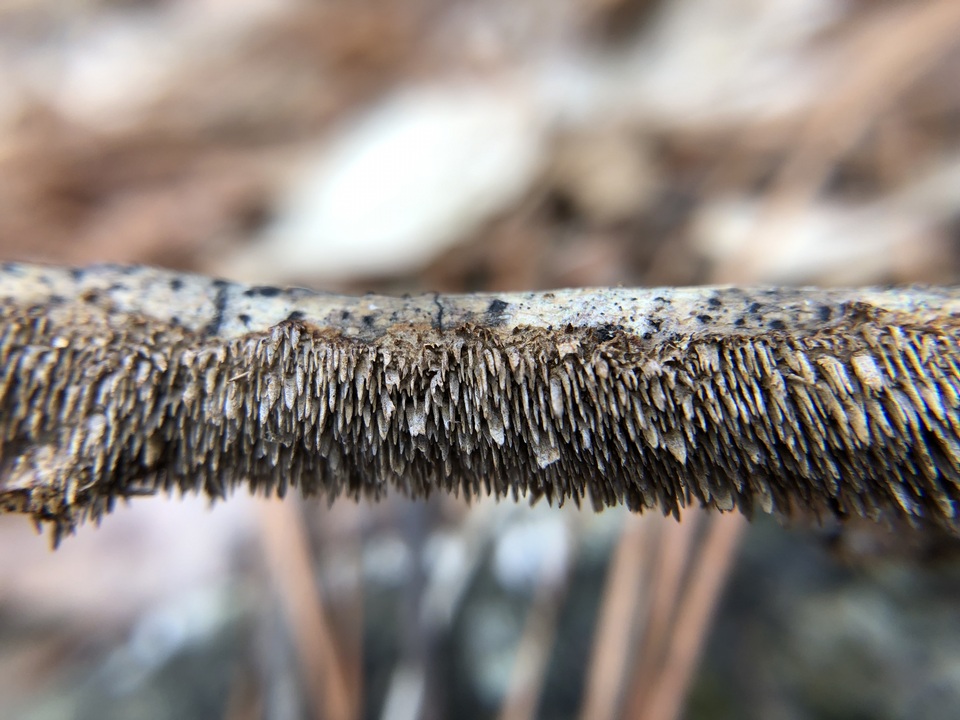 Hydnoporia olivacea image
