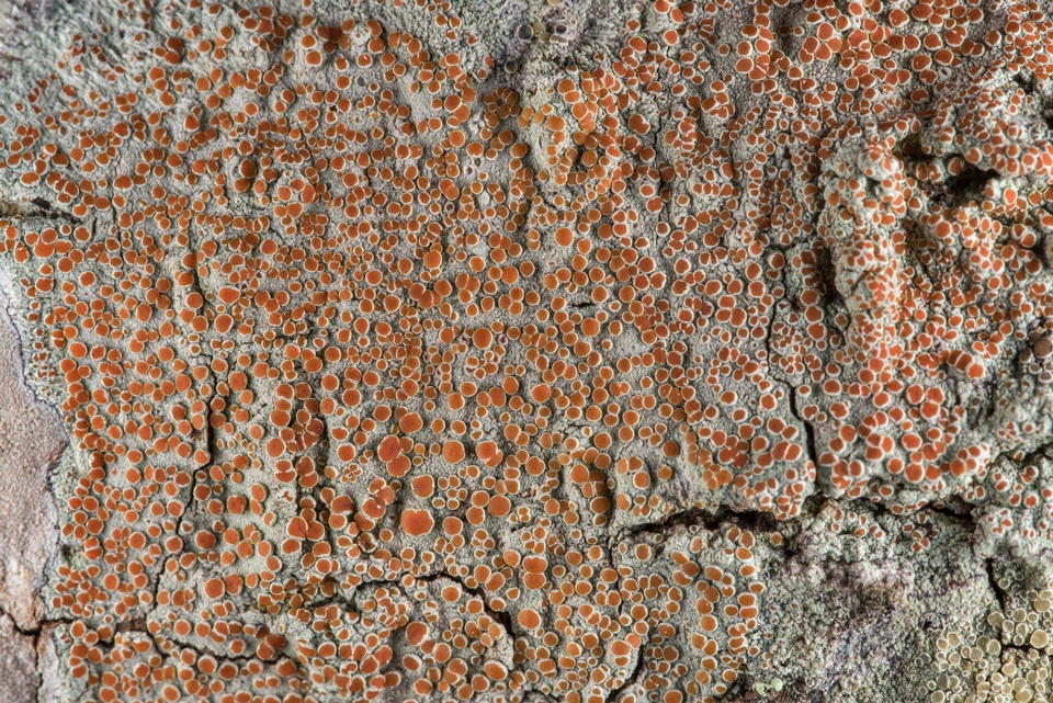 Haematomma persoonii image