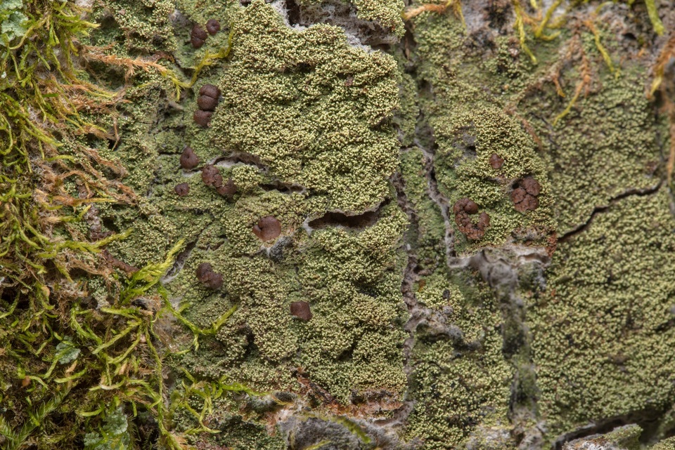 Phyllopsora isidiotyla image