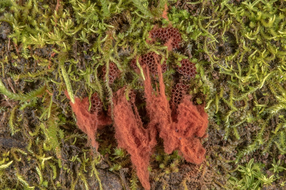 Metatrichia vesparium image