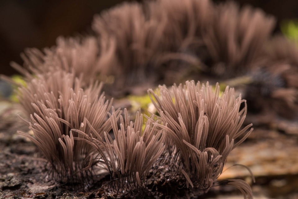 Stemonitis fusca image