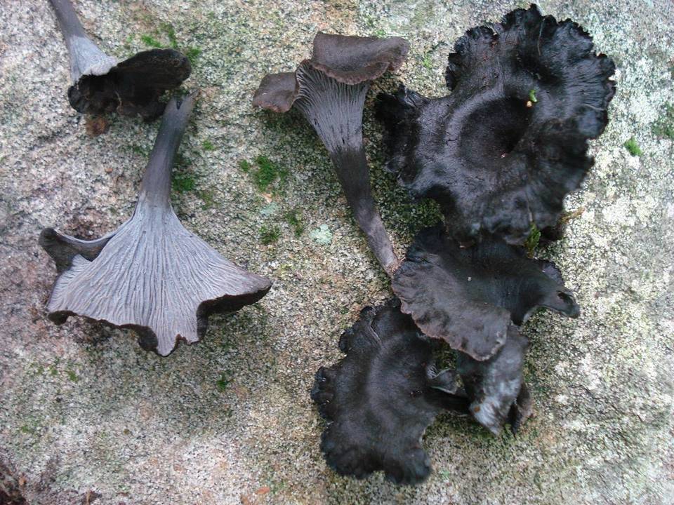 Craterellus venosus image