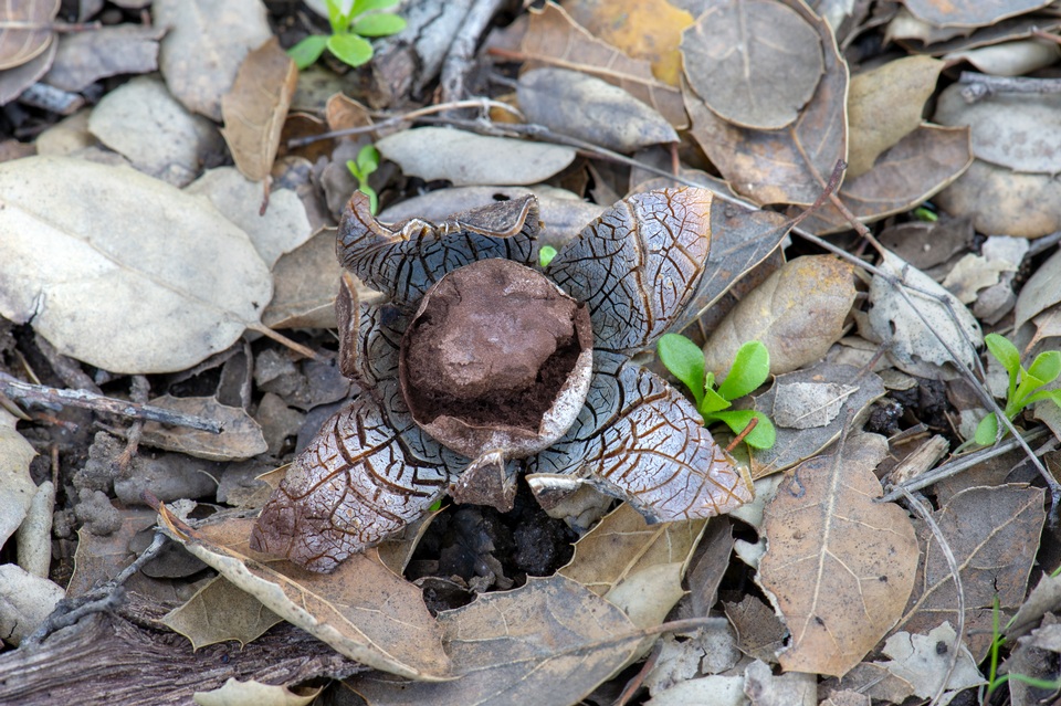 Astraeus pteridis image