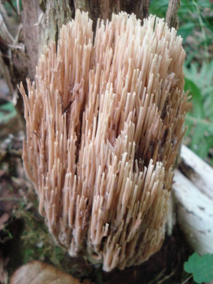 Ramaria concolor image