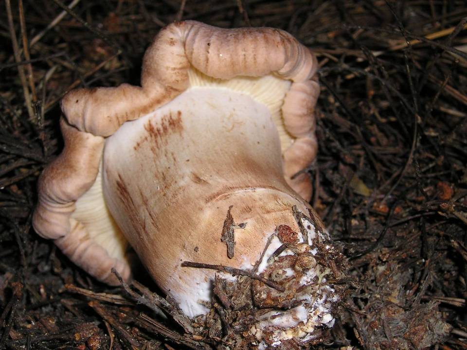 Tricholoma muricatum image