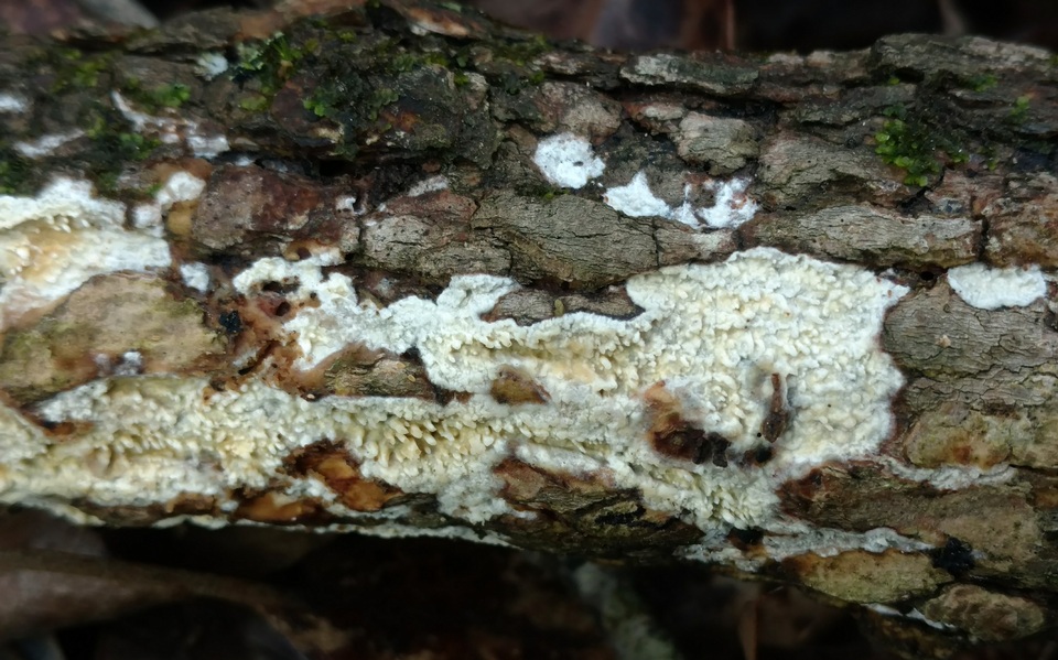Basidioradulum radula image