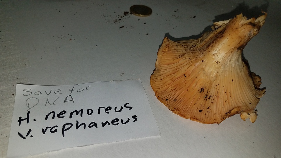 Hygrophorus nemoreus image