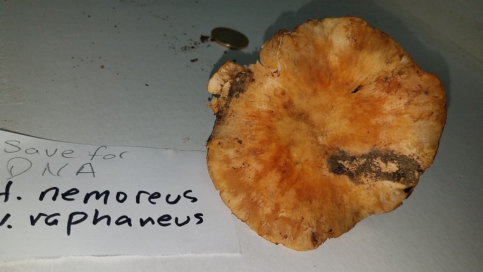 Hygrophorus nemoreus image