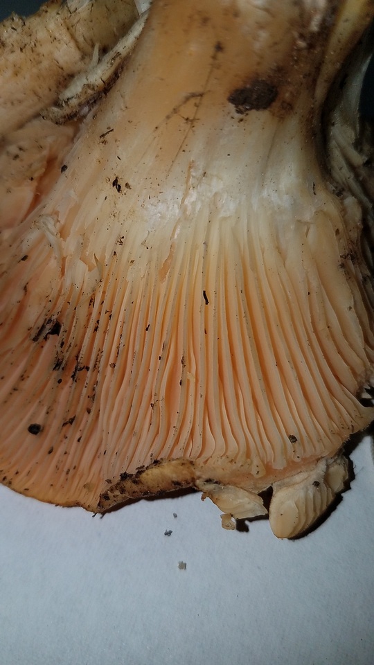 Hygrophorus nemoreus image