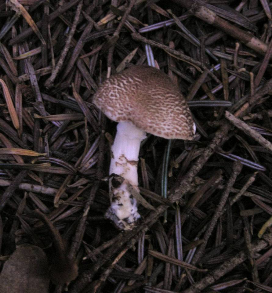 Lepiota subgracilis image