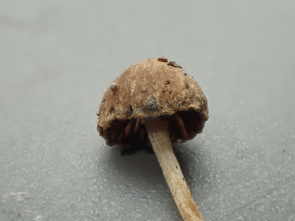 Psathyrella fibrillosipes image