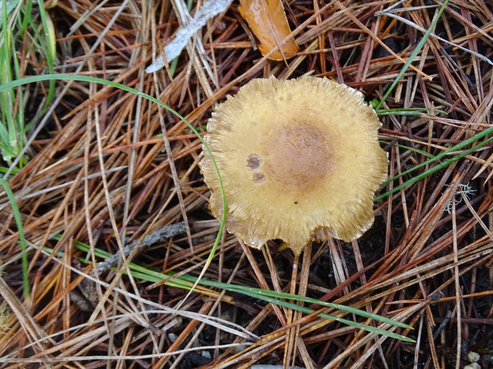 Inocybe xanthomelas image