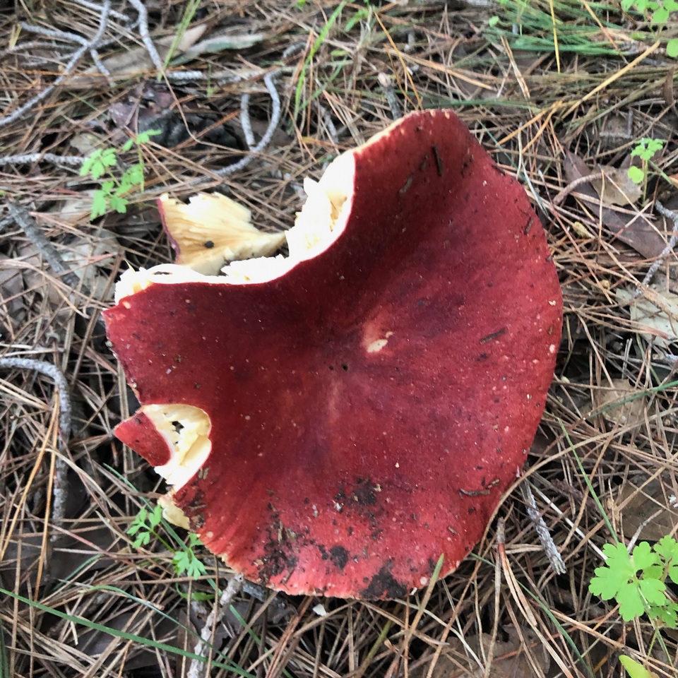 Russula rhodocephala image
