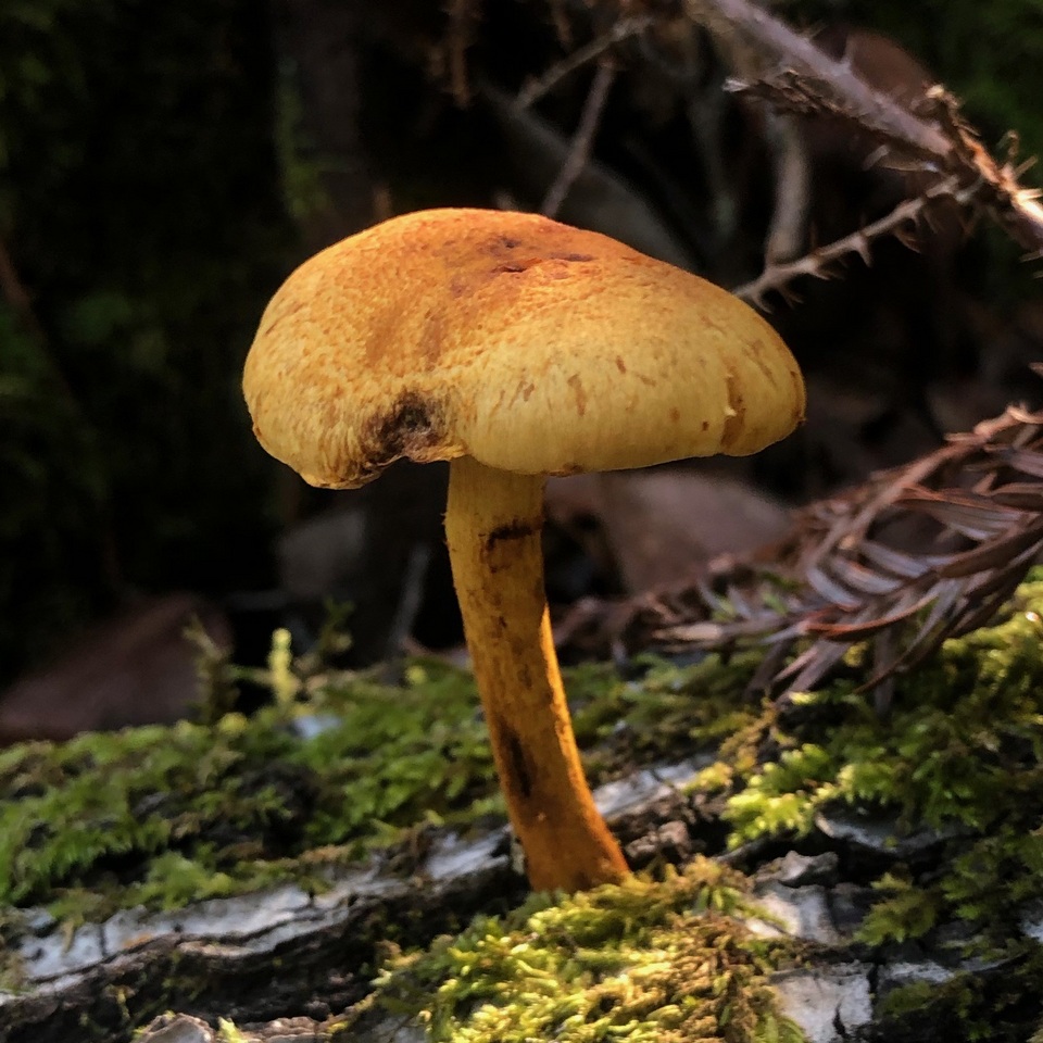 Gymnopilus aurantiophyllus image