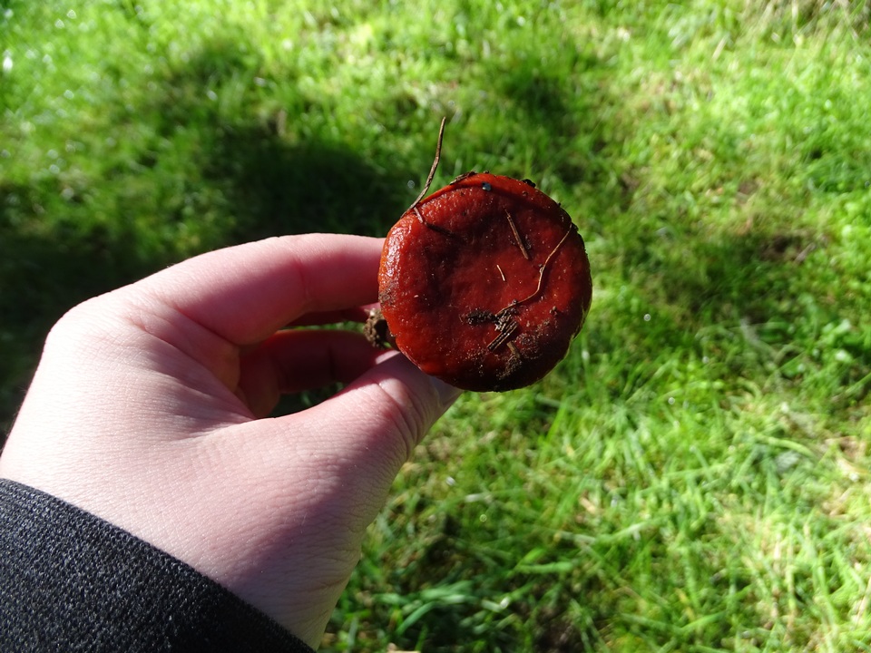 Lactarius subviscidus image