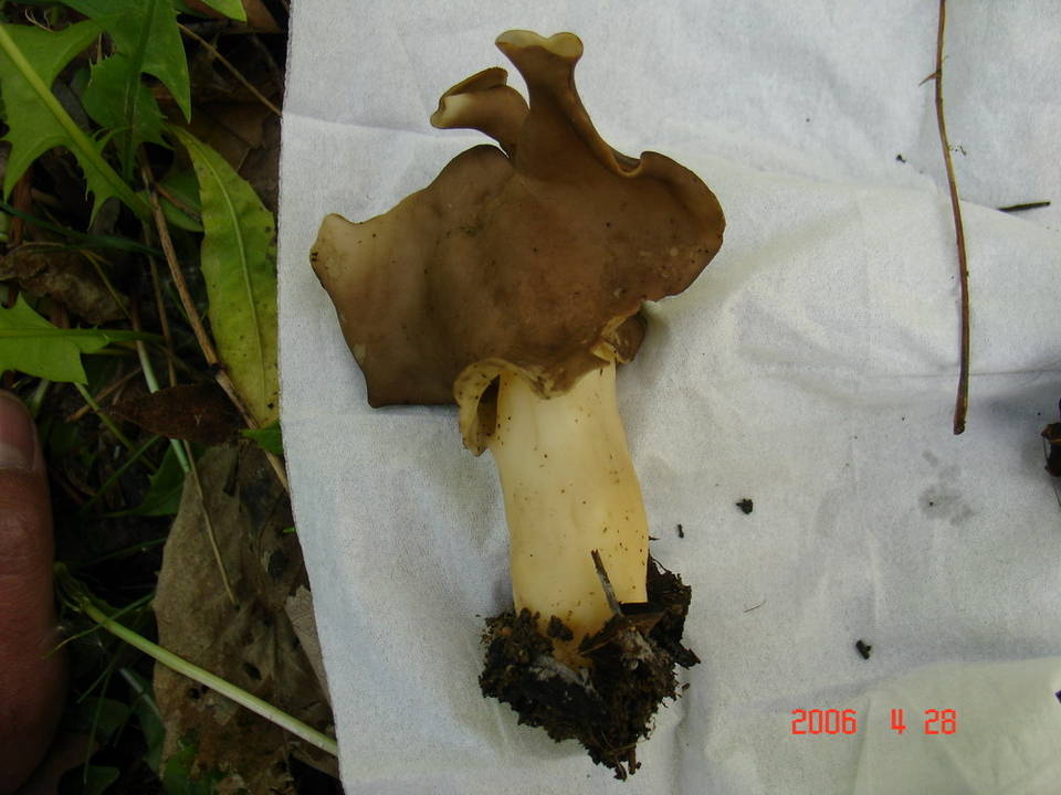 Helvella spadicea image
