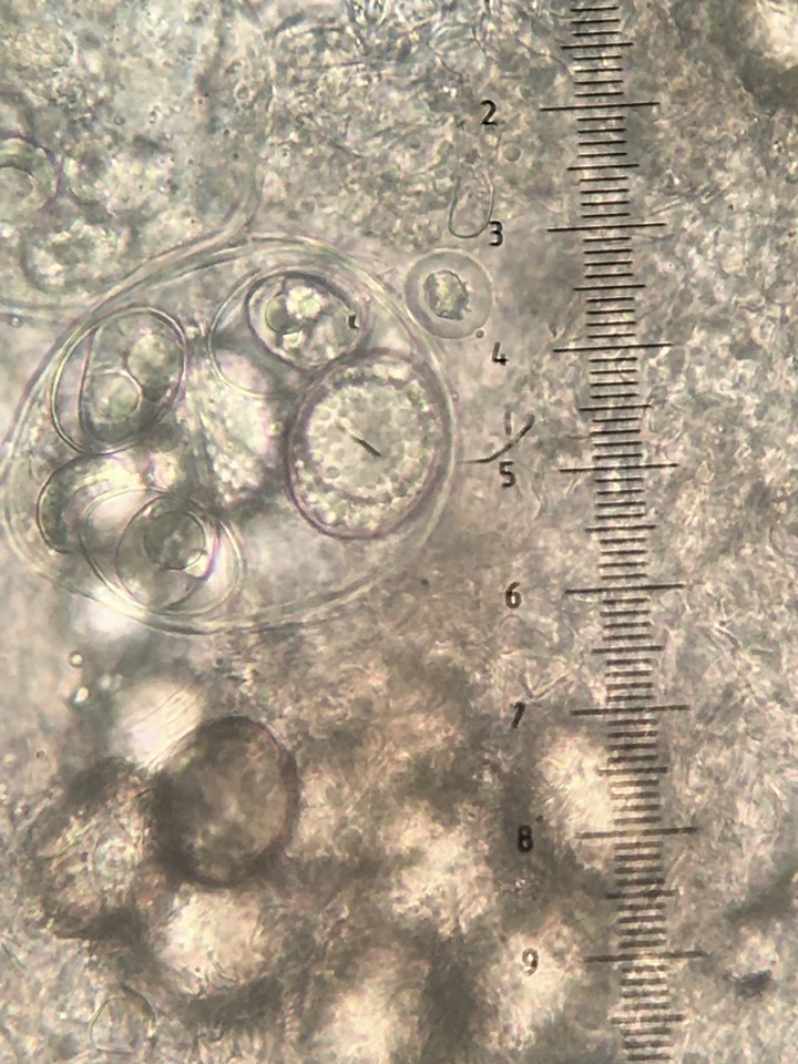 Kalapuya brunnea image