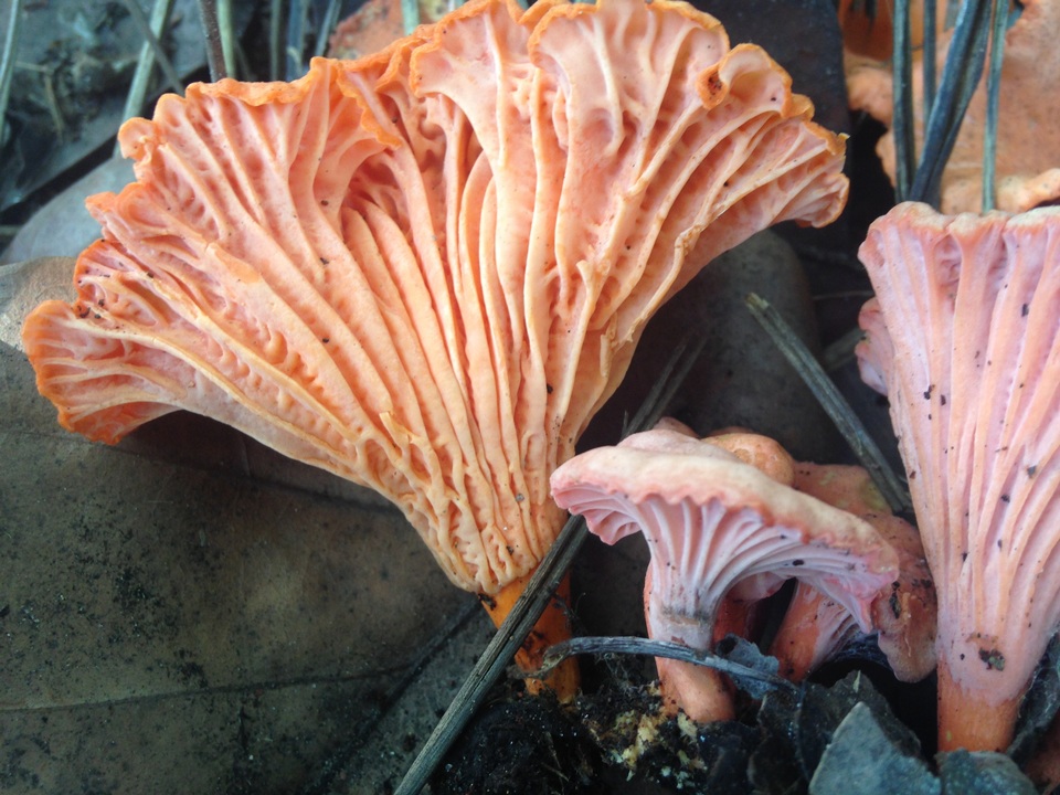 Cantharellus coccolobae image