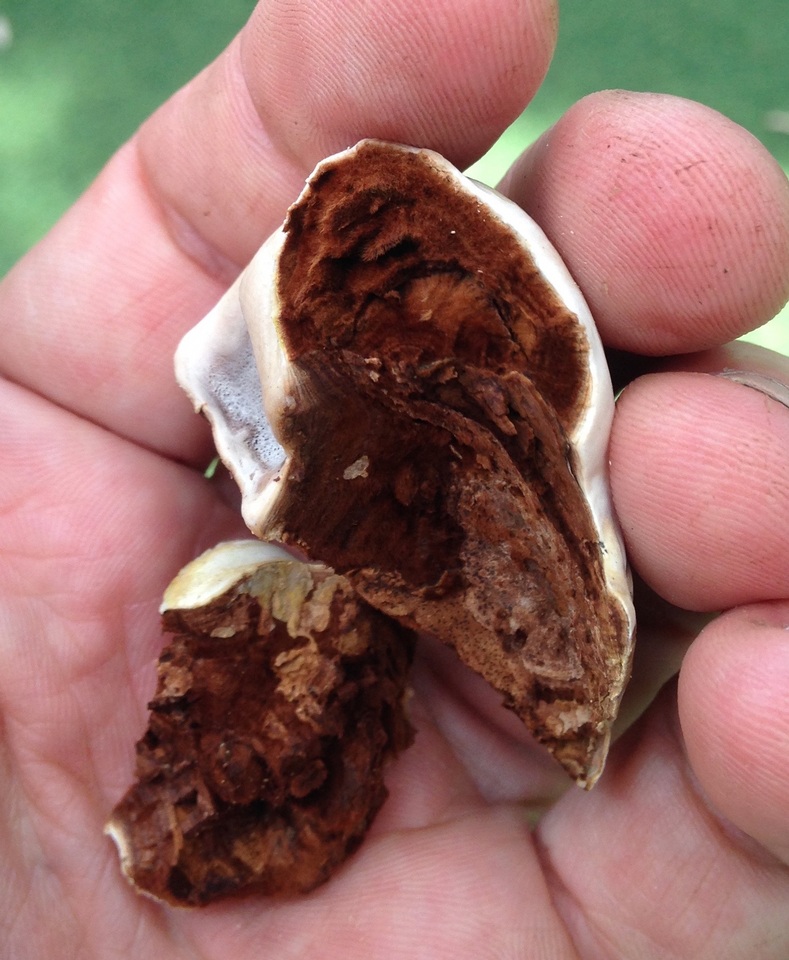 Ganoderma tuberculosum image