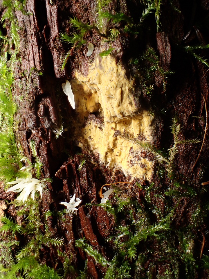 Gloeocystidiellum luridum image