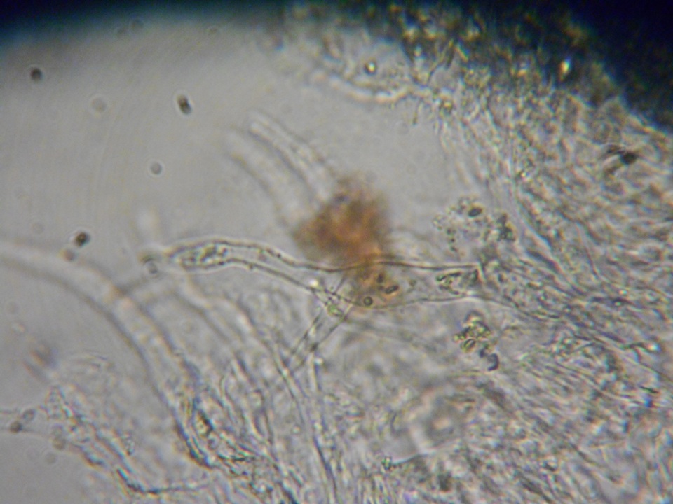 Gloeocystidiellum luridum image