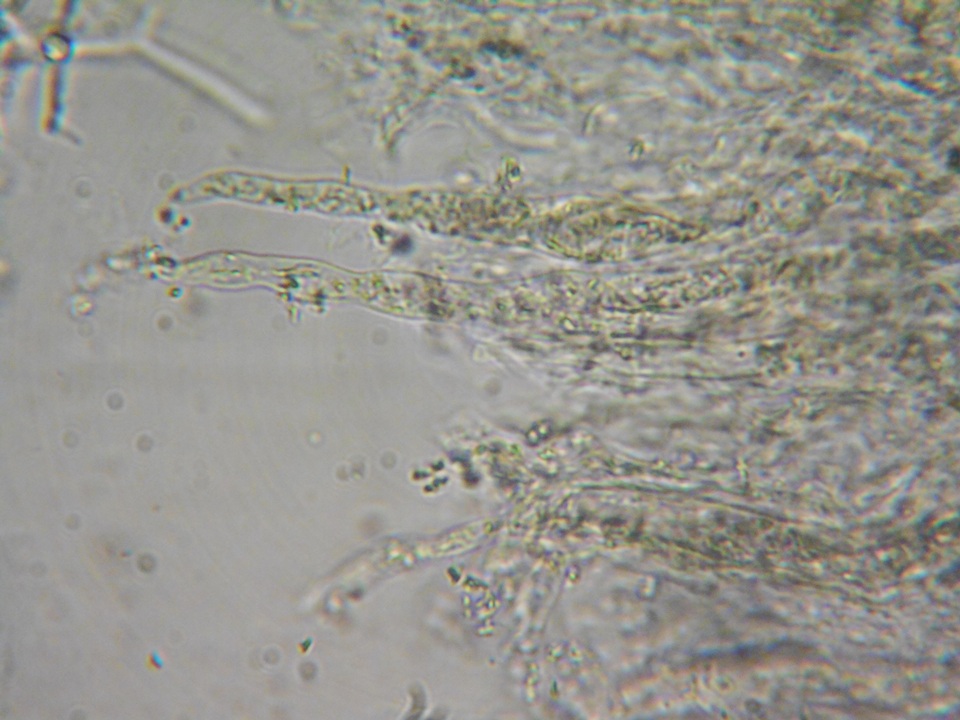 Gloeocystidiellum luridum image