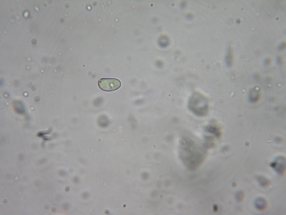 Gloeocystidiellum luridum image
