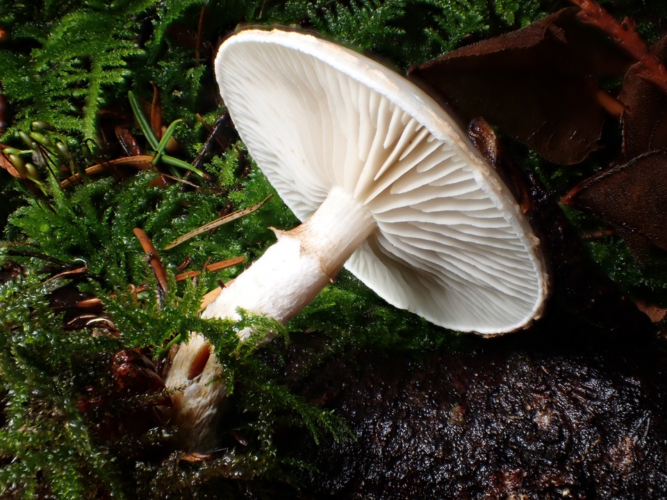 Pholiota decorata image