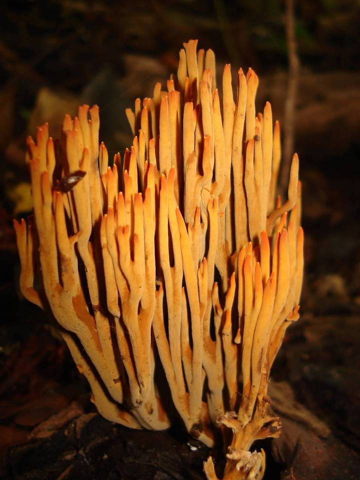 Ramaria cokeri image