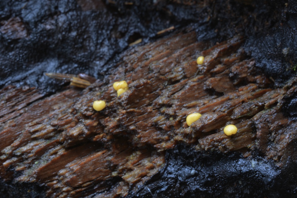 Endogone pisiformis image