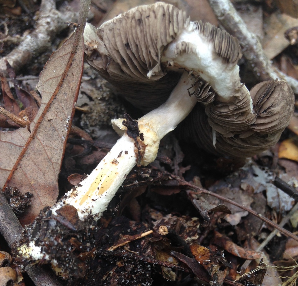 Agaricus rhoadsii image