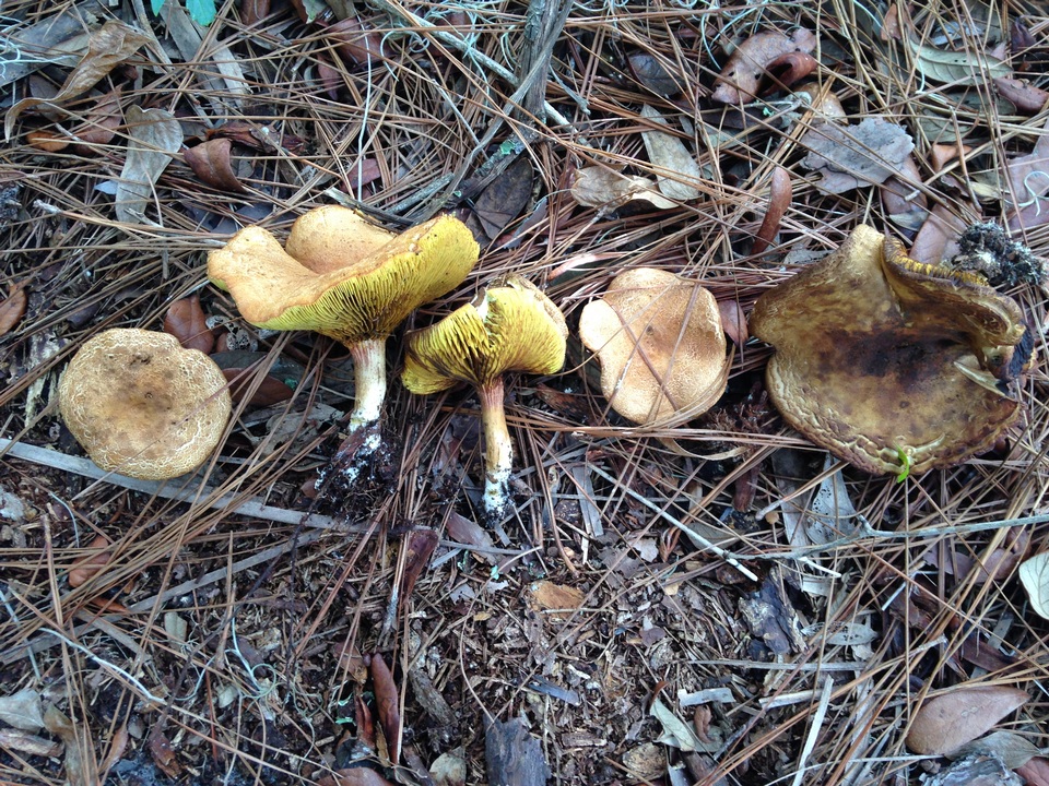 Phylloporus foliiporus image